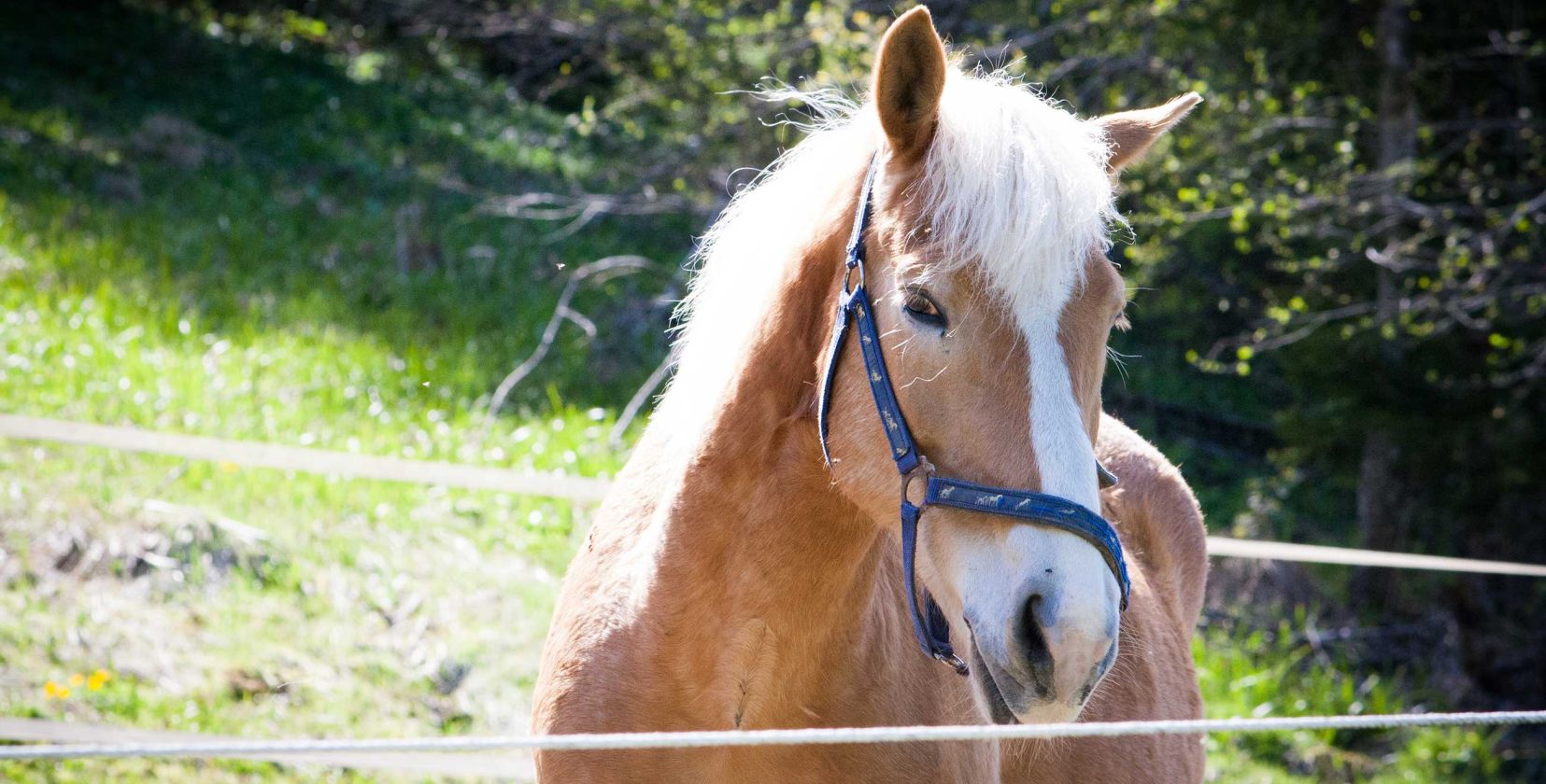 Haflinger