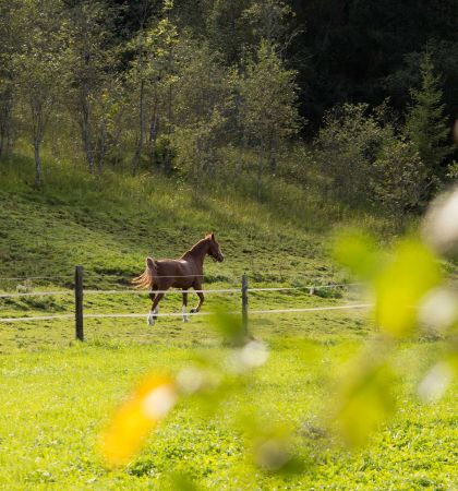 Blick auf die Koppel