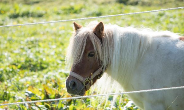 Unser Shettland-Pony Trixi