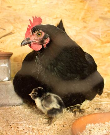 Glückliche Hühner im Haflingerhof