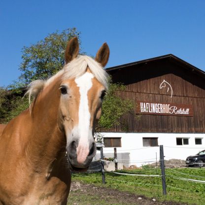 Haflingerhof Reitstall, Wildschönau