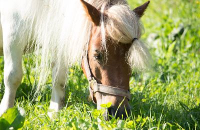 Ponyreiten und -führen
