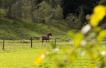 Blick auf die Koppel